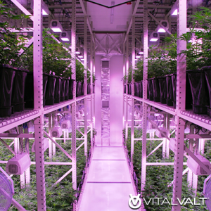 Vertical Growing - Indoor Cannabis Growing