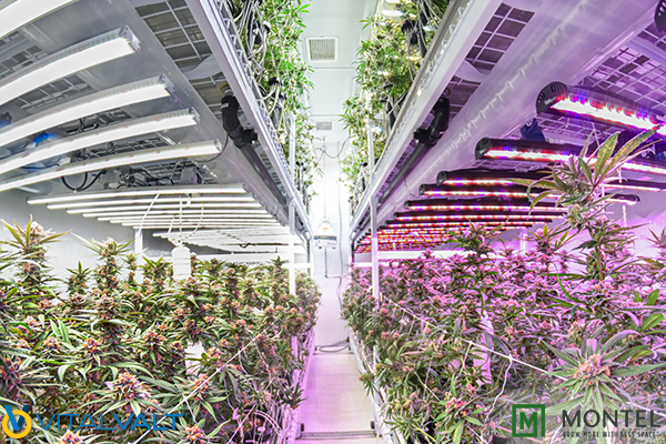 Cannabis Shelving - Indoor Grow Shelves