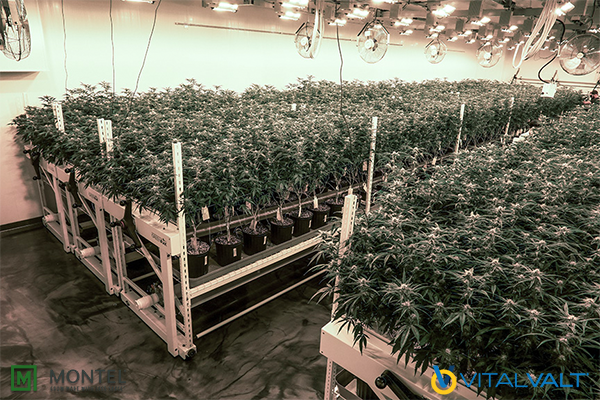 Indoor Farming Systems - Single Tier and Double Tier Mobile Grow Benches